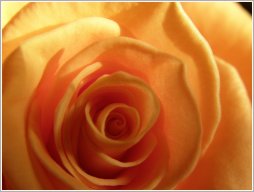 tourbillon de rose